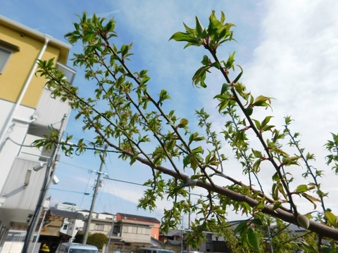DSCN6410