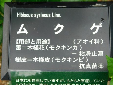 DSCN5777