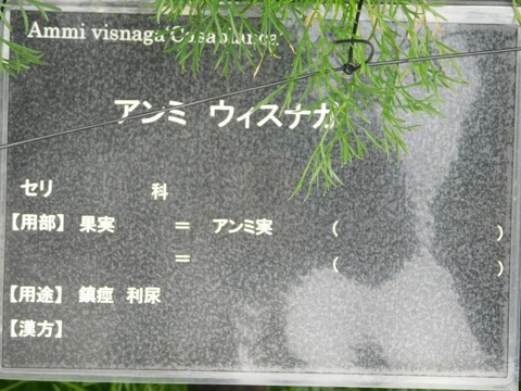 DSCN6776