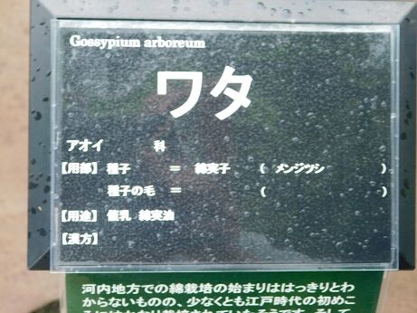 DSCN8337