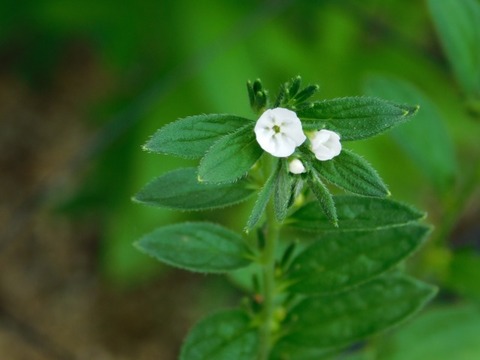 DSCN7012