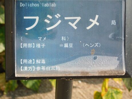 DSCN6609