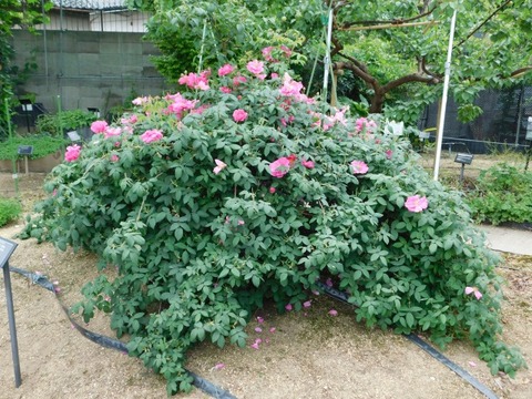 DSCN6802