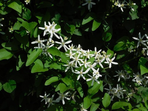 DSCN6629