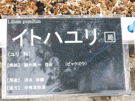 DSCN4877