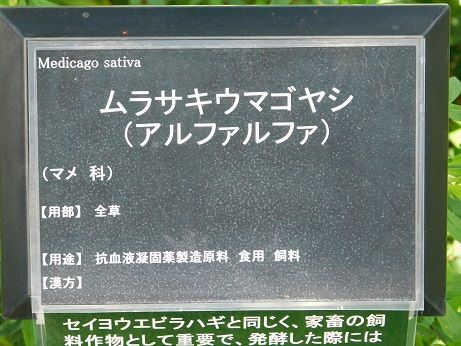 DSCN4964