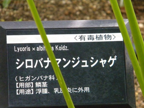 DSCN9994
