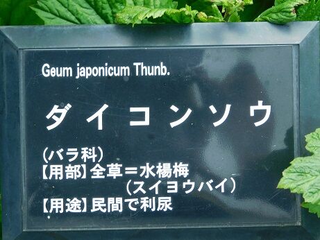 DSCN9952