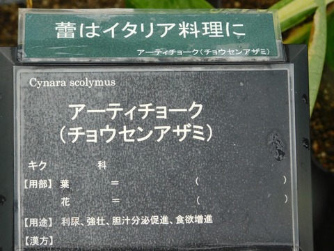 DSCN4394
