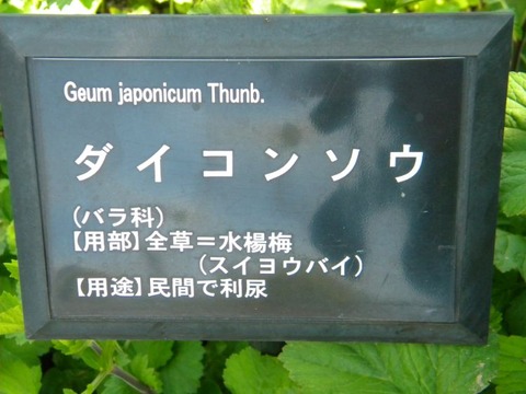 DSCN9453