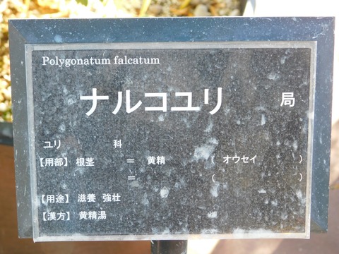 DSCN5478