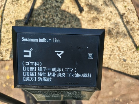 IMG_20260716_153703031_HDR