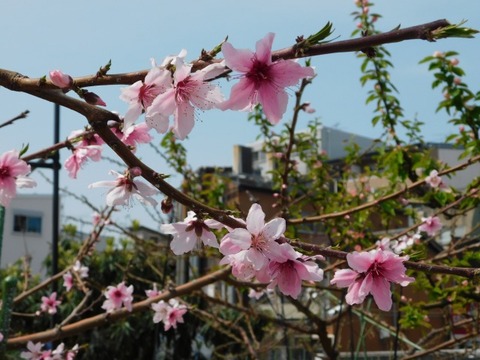 DSCN3700