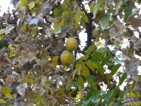 DSCN8460