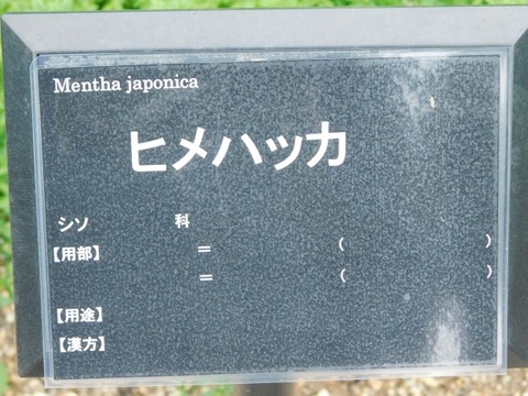 DSCN7124