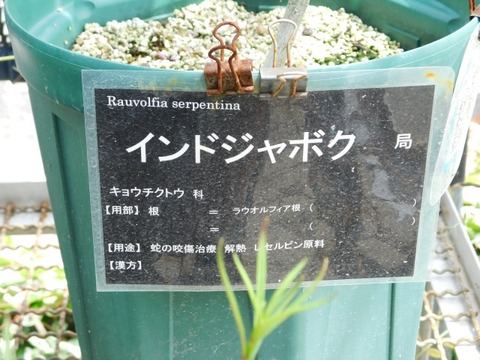 DSCN6920