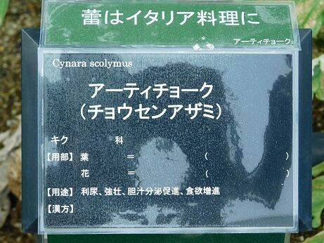 DSCN9965