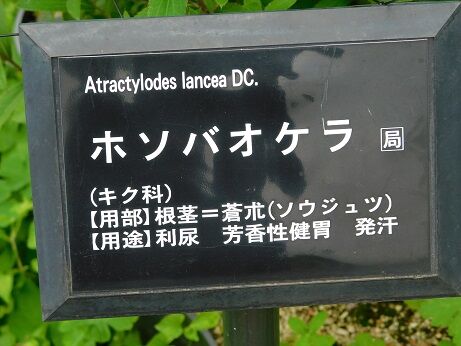 DSCN9638