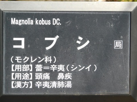 DSCN6333