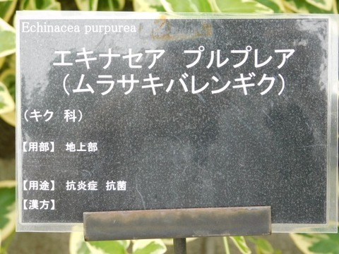 DSCN2065