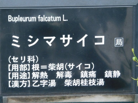 DSCN7503