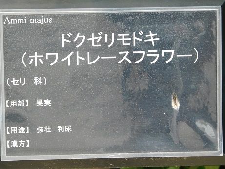 DSCN5001