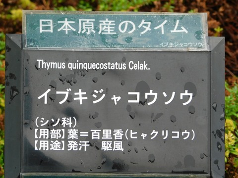 DSCN4384