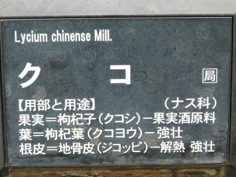 DSCN7088