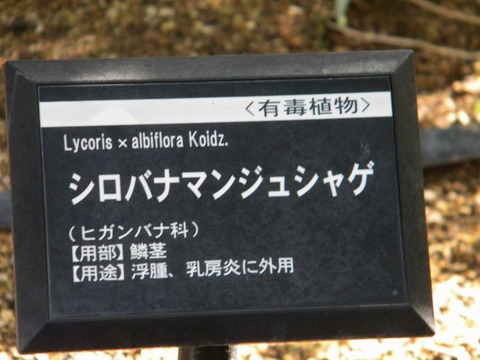 DSCN9955