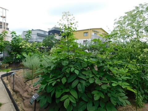 DSCN7101