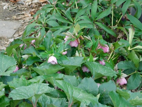 DSCN3557