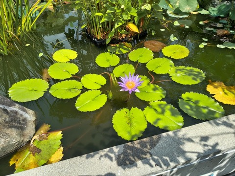IMG_20260820_114637078_HDR