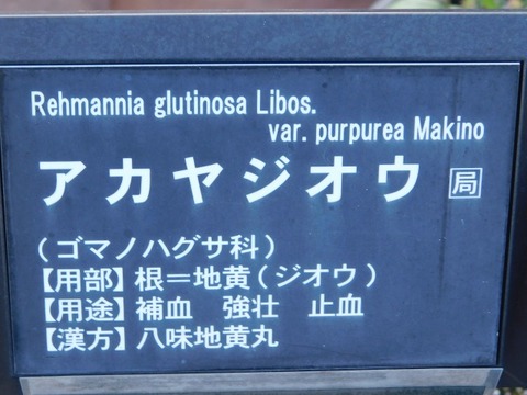DSCN6670