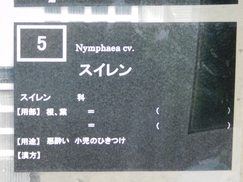 DSCN4212
