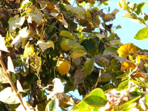 DSCN8398