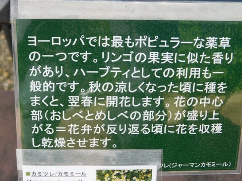 DSCN6648