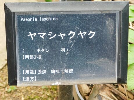 DSCN9184