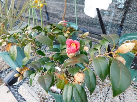 DSCN3462