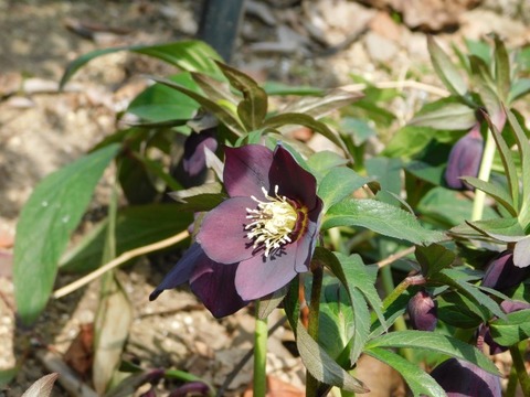 DSCN3586