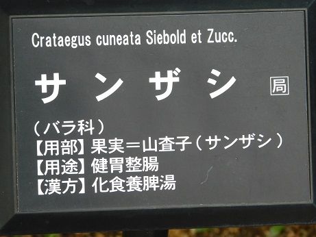 DSCN3763