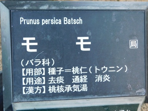 DSCN6666