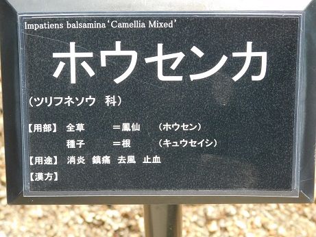 DSCN3155