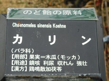 DSCN1456