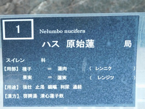 DSCN6964