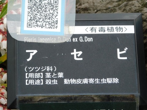 DSCN6242