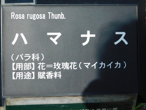 DSCN4507
