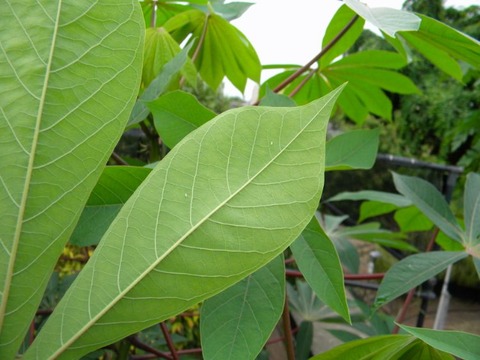 DSCN9928