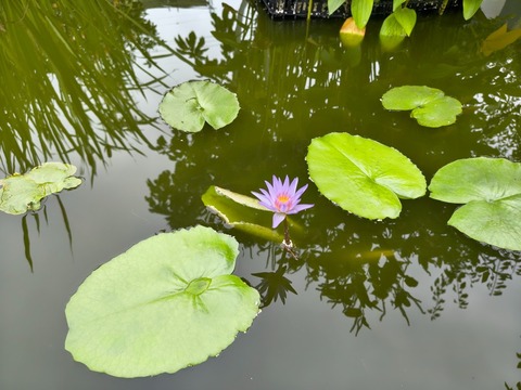 IMG_20260713_075632380_HDR - コピー