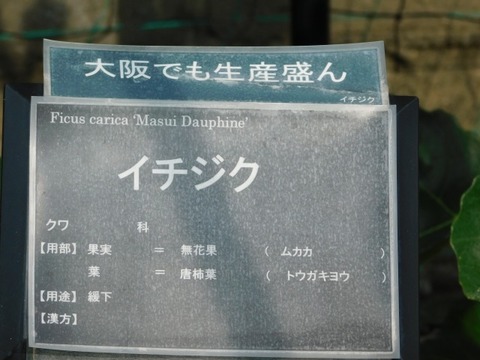 DSCN7359