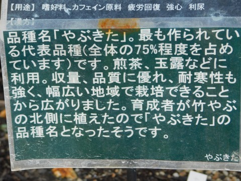 DSCN5423